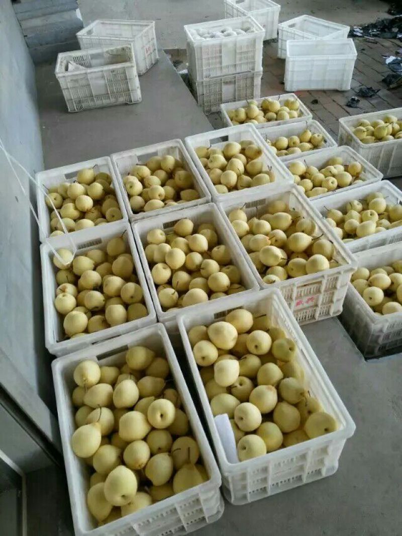 鸭梨200~250g纸加膜