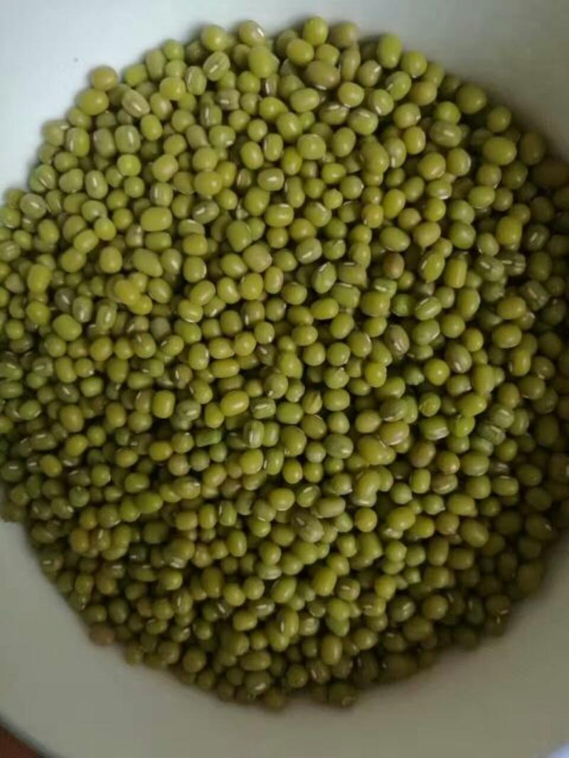 明绿豆赤峰绿豆芽豆，一等芽豆，发芽率97以上，质量保证
