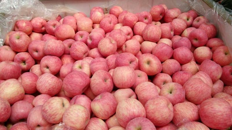 好货精品红富士苹果可视频看货，全国各地都发货量大价优