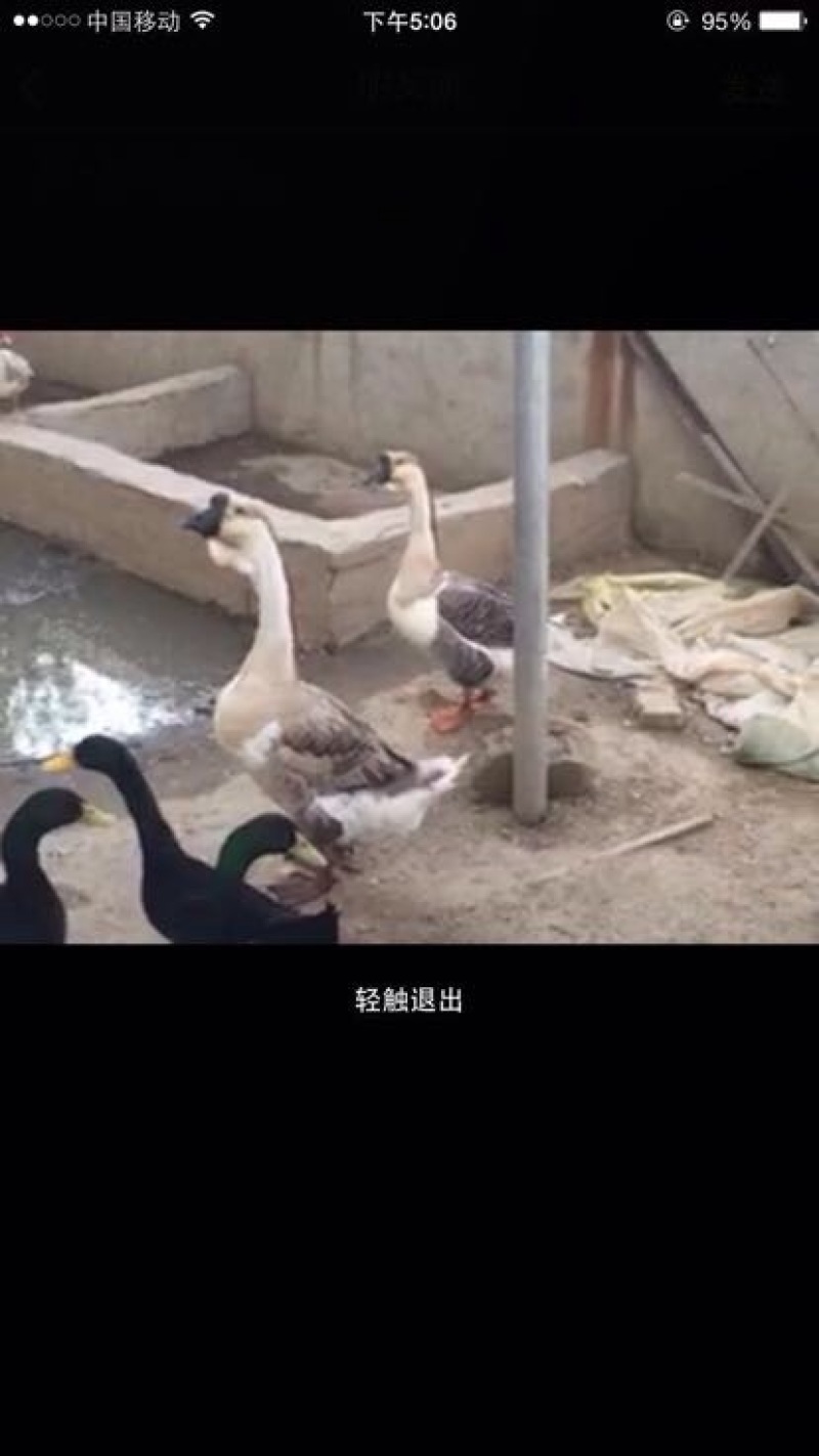 鹅苗250g