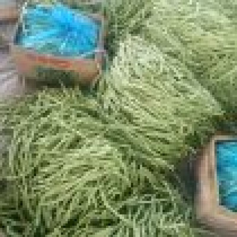 芸豆四季豆大量上市中万亩基地