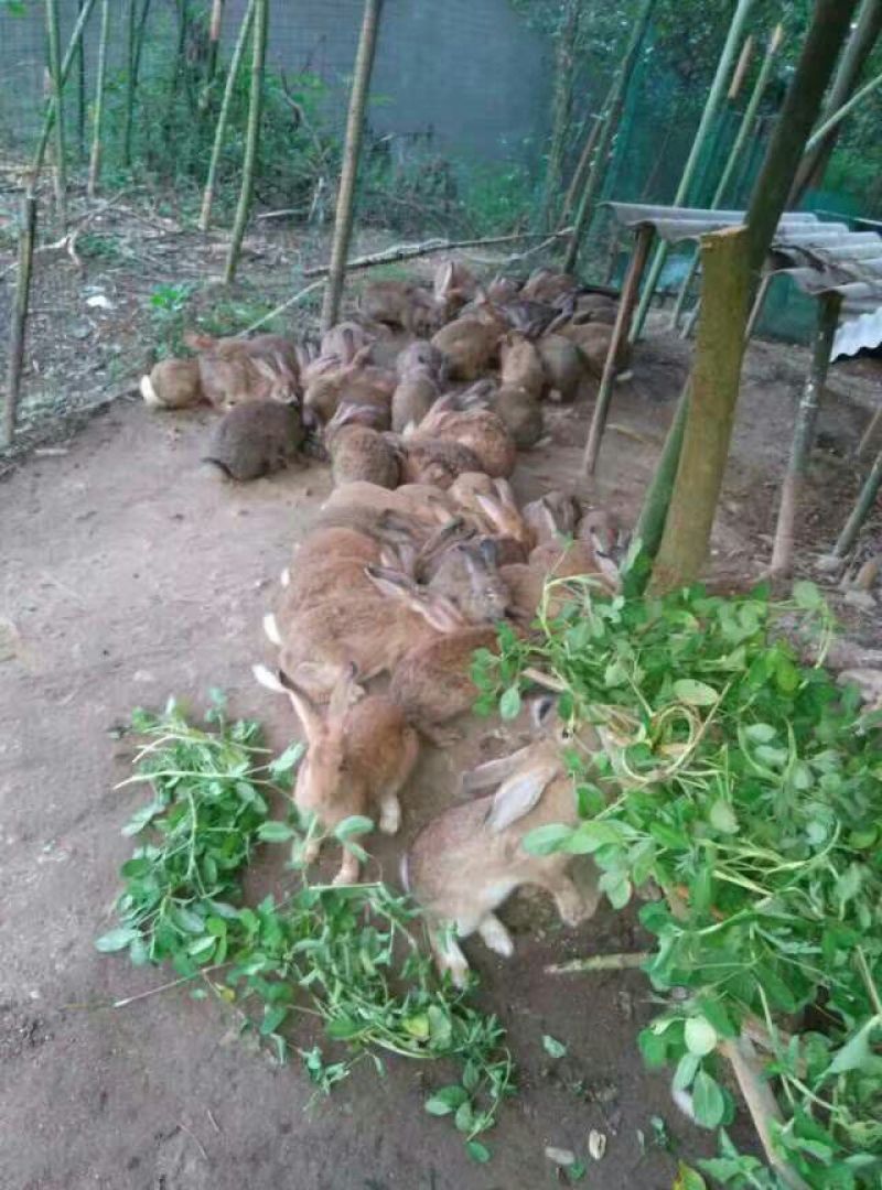 熏兔包装