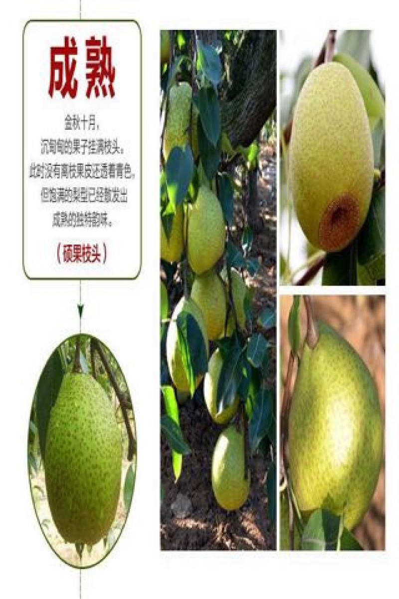 梨