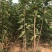 矮化樱桃苗矮化大樱桃树矮化樱桃苗批发矮化樱桃苗基地