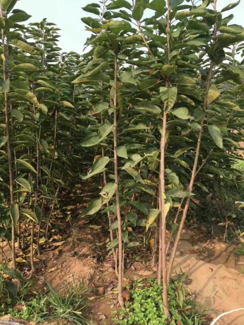 矮化樱桃苗矮化大樱桃树矮化樱桃苗批发矮化樱桃苗基地