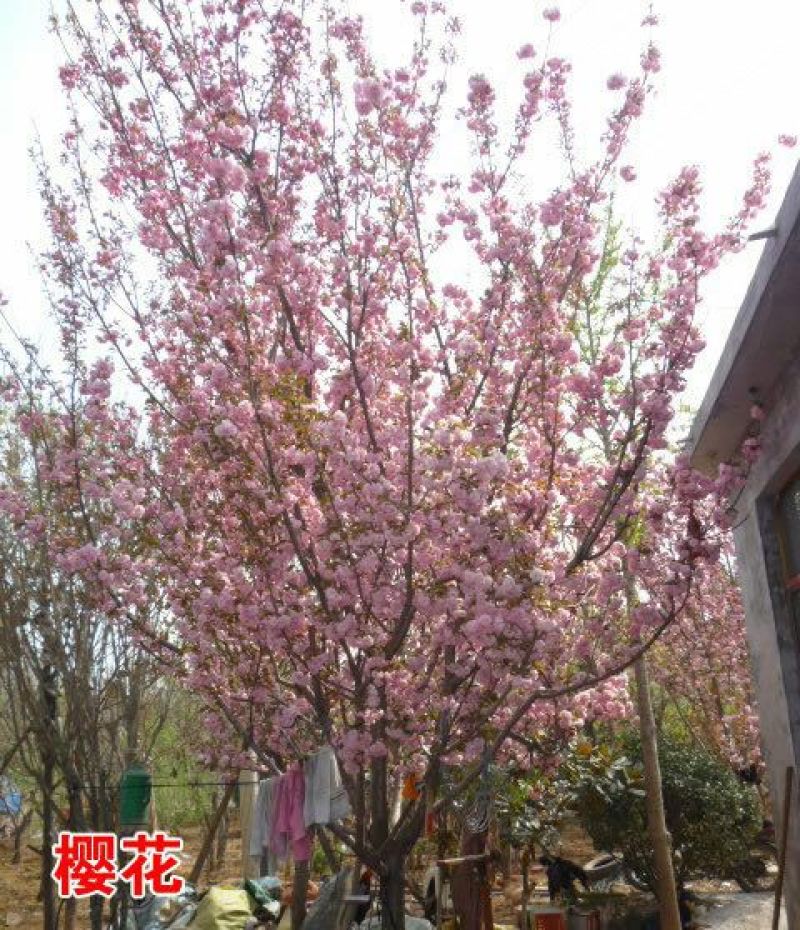 西府海棠2cm以下苗子纯度高