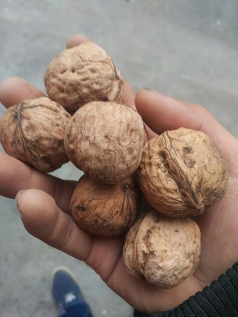 薄皮核桃去皮干