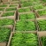 精品线椒10~15厘米青质量保证，全国代发！