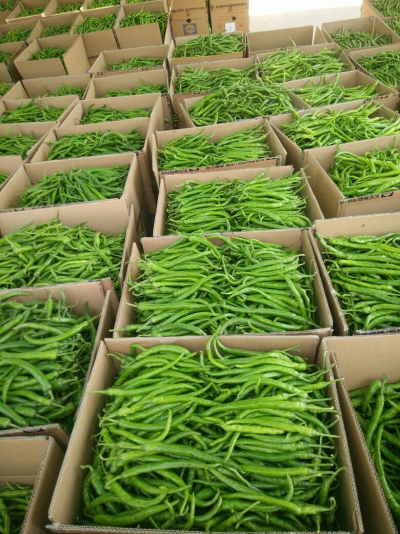 精品线椒10~15厘米青质量保证，全国代发！