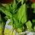 大叶菠菜10~15厘米