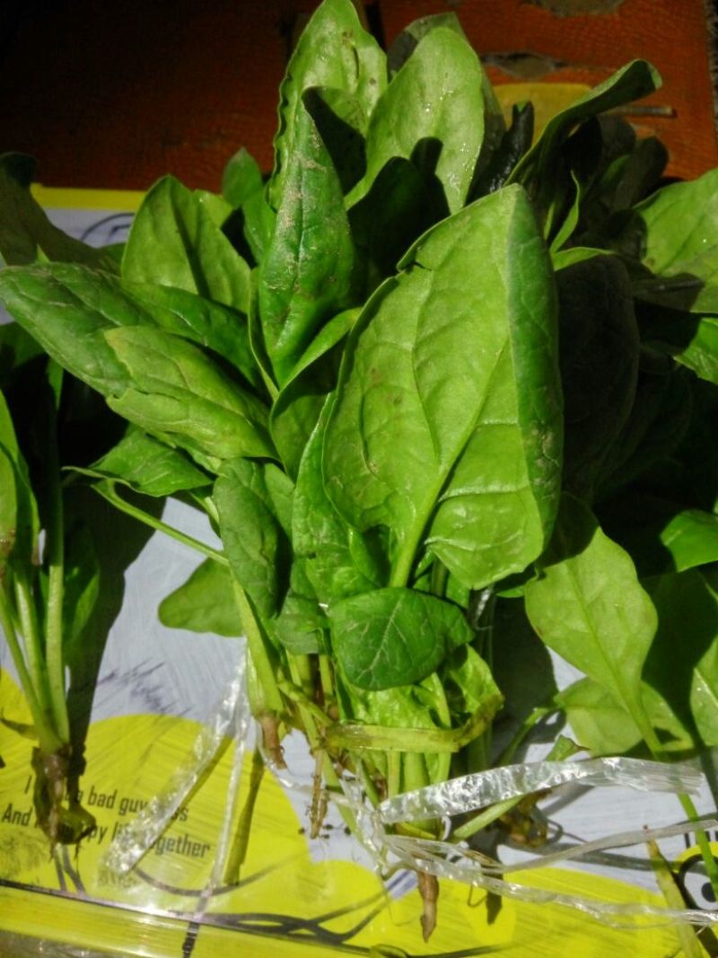 大叶菠菜10~15厘米