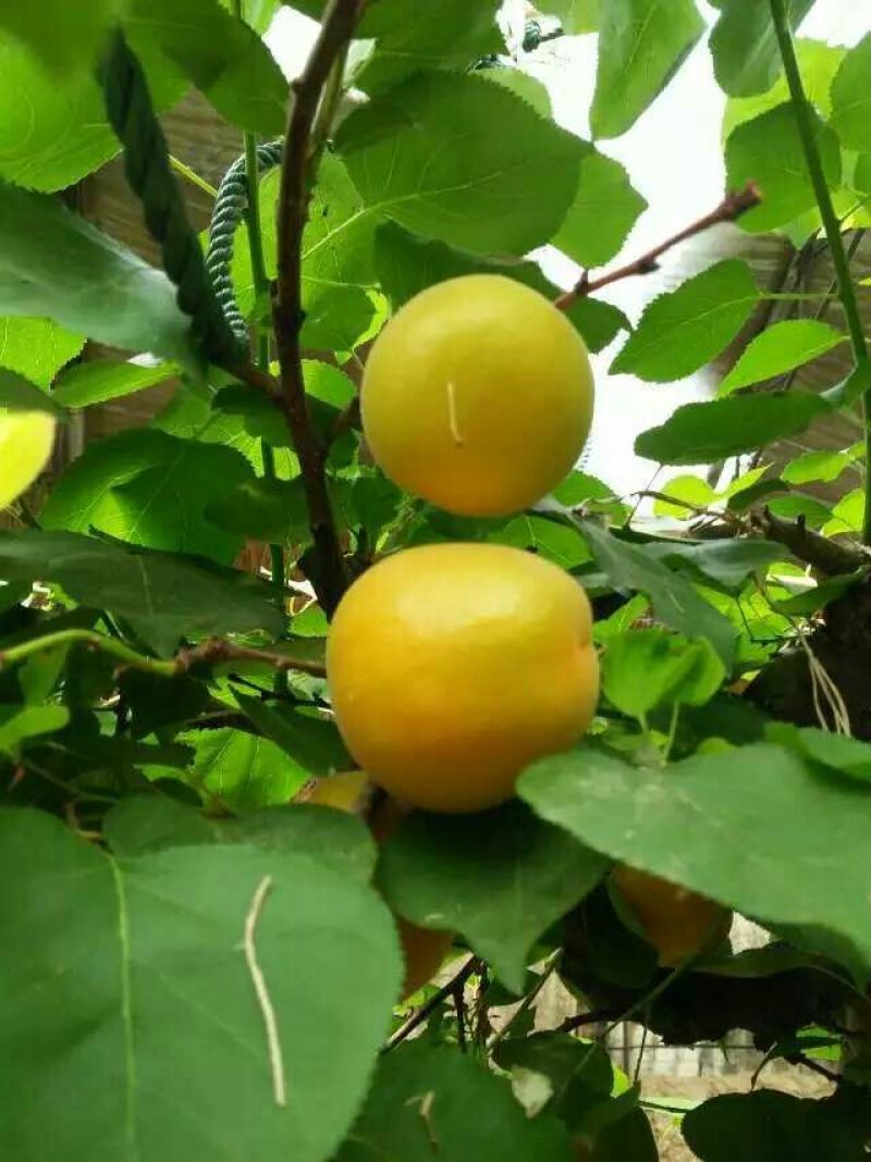 金太阳杏陕西金太阳杏供应，金太阳杏上市价格