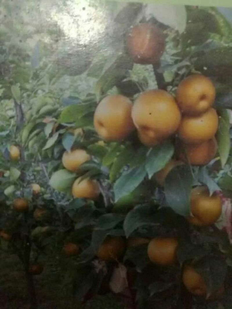黄金梨250~300g纸袋