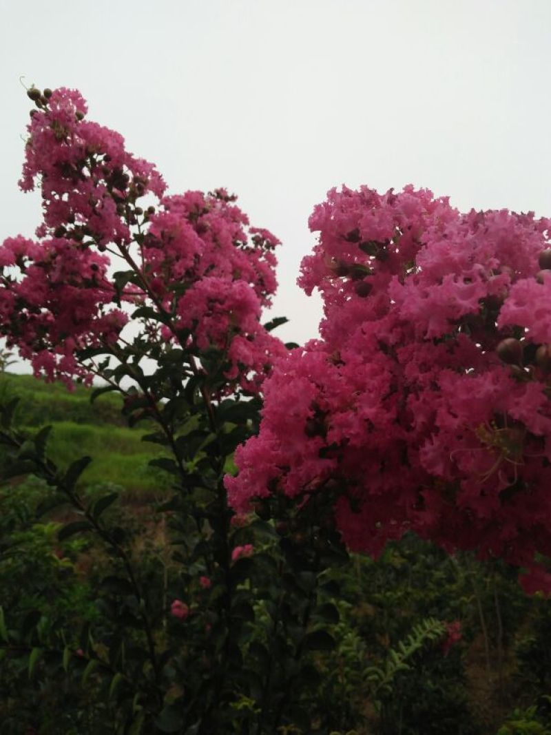 红花紫薇1~2米2~4cm1.5~2米