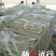 九粒白芸豆20cm以上