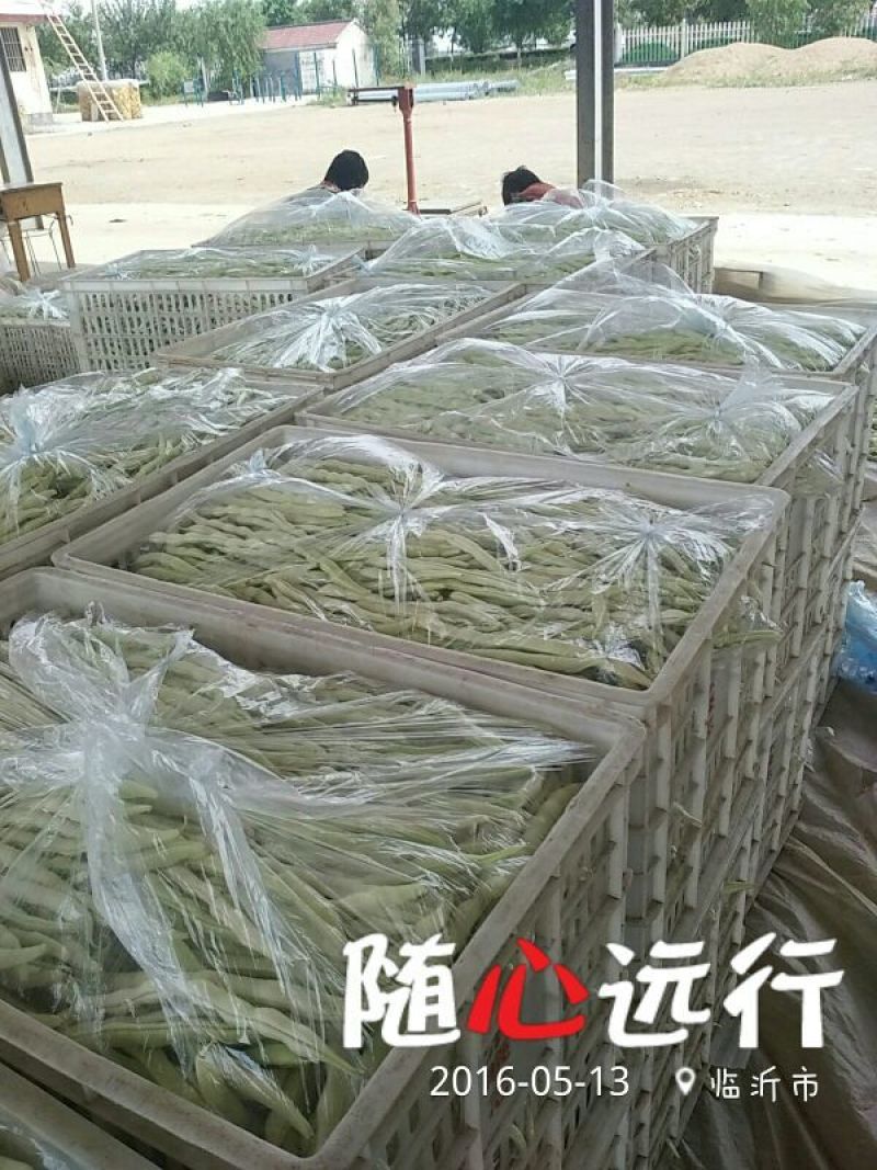 九粒白芸豆20cm以上