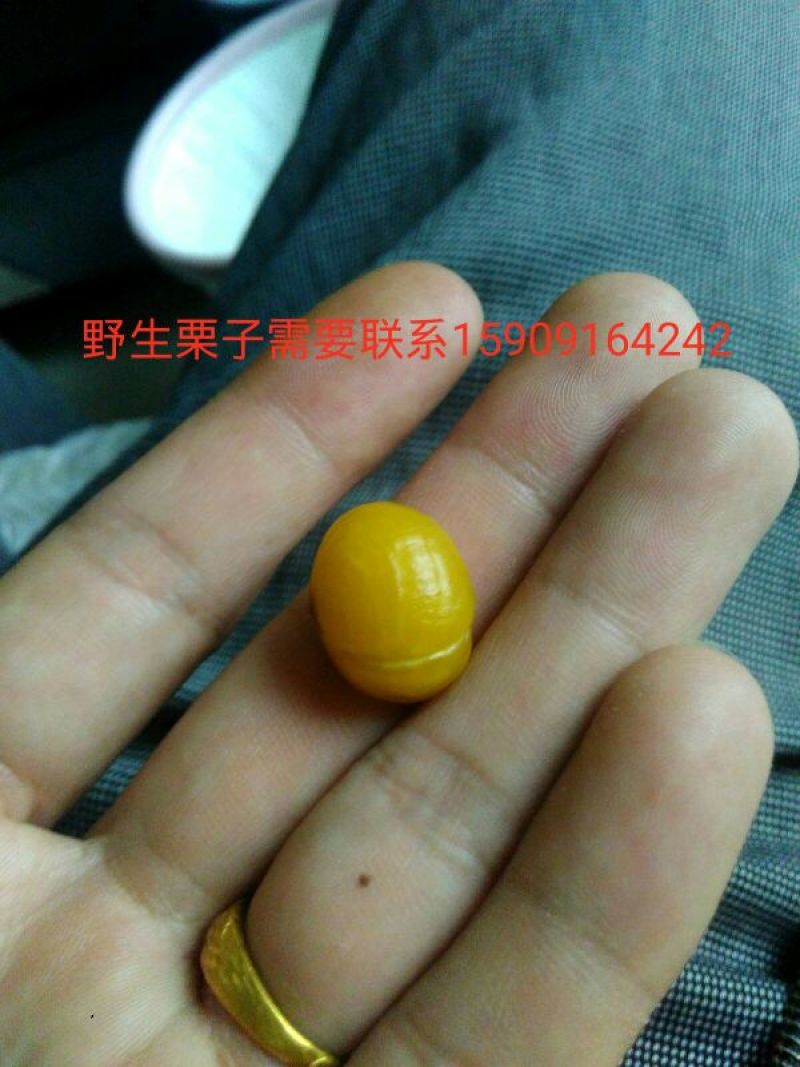 野毛栗高质量野生油栗