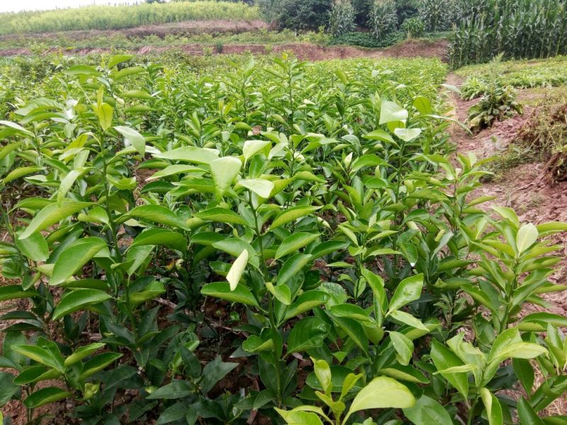 沃柑苗有各种枮木，无病青秀