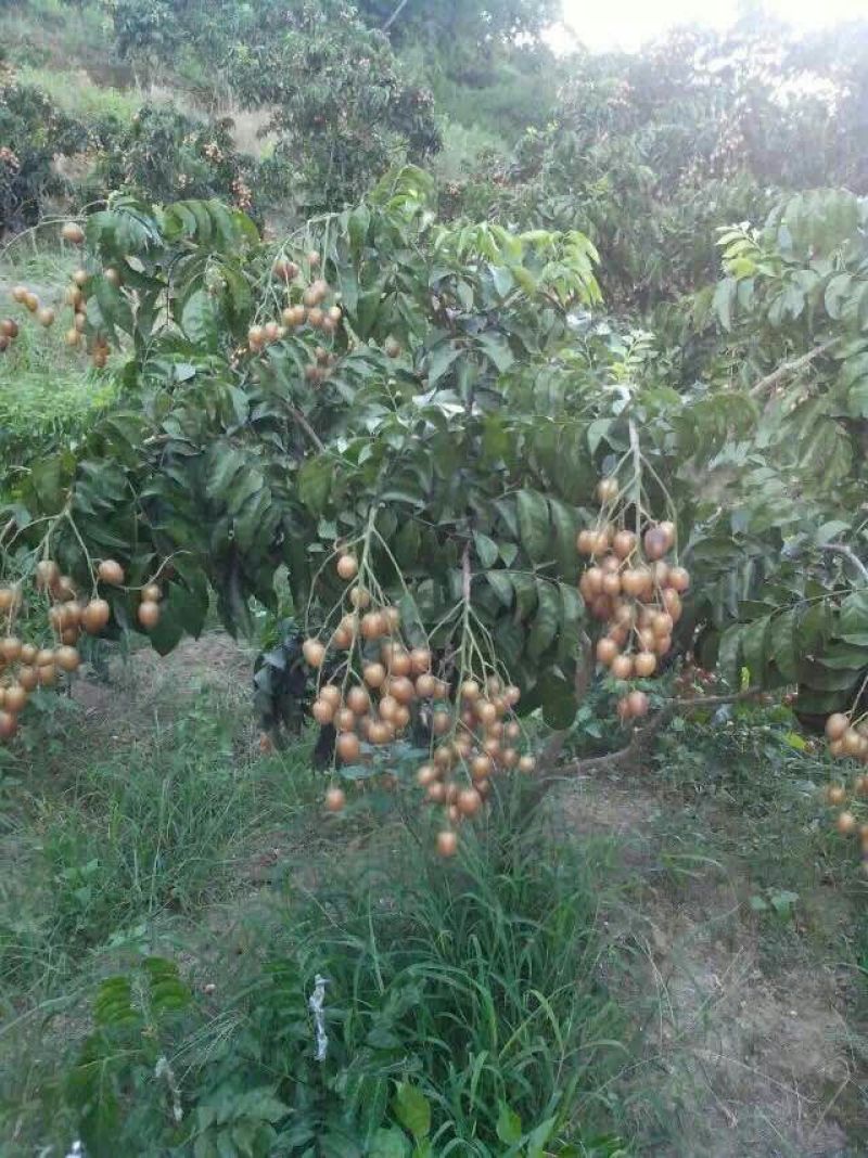黄皮果球形