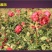 玫瑰花茶