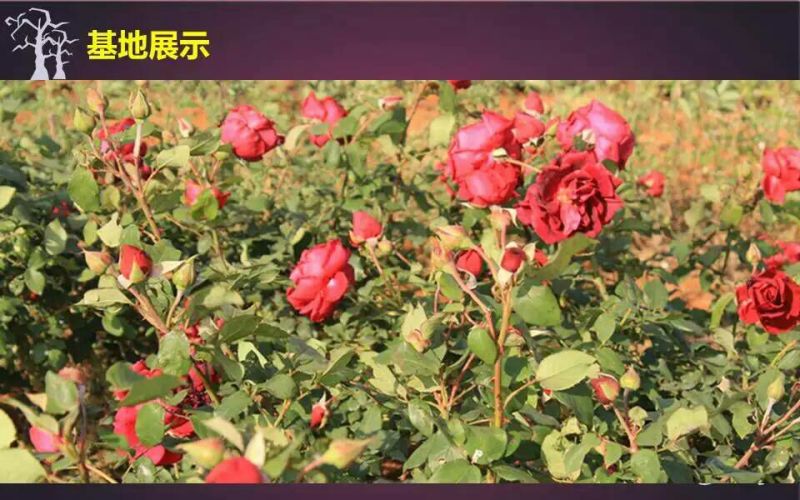 玫瑰花茶