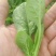 菠菜15~20厘米