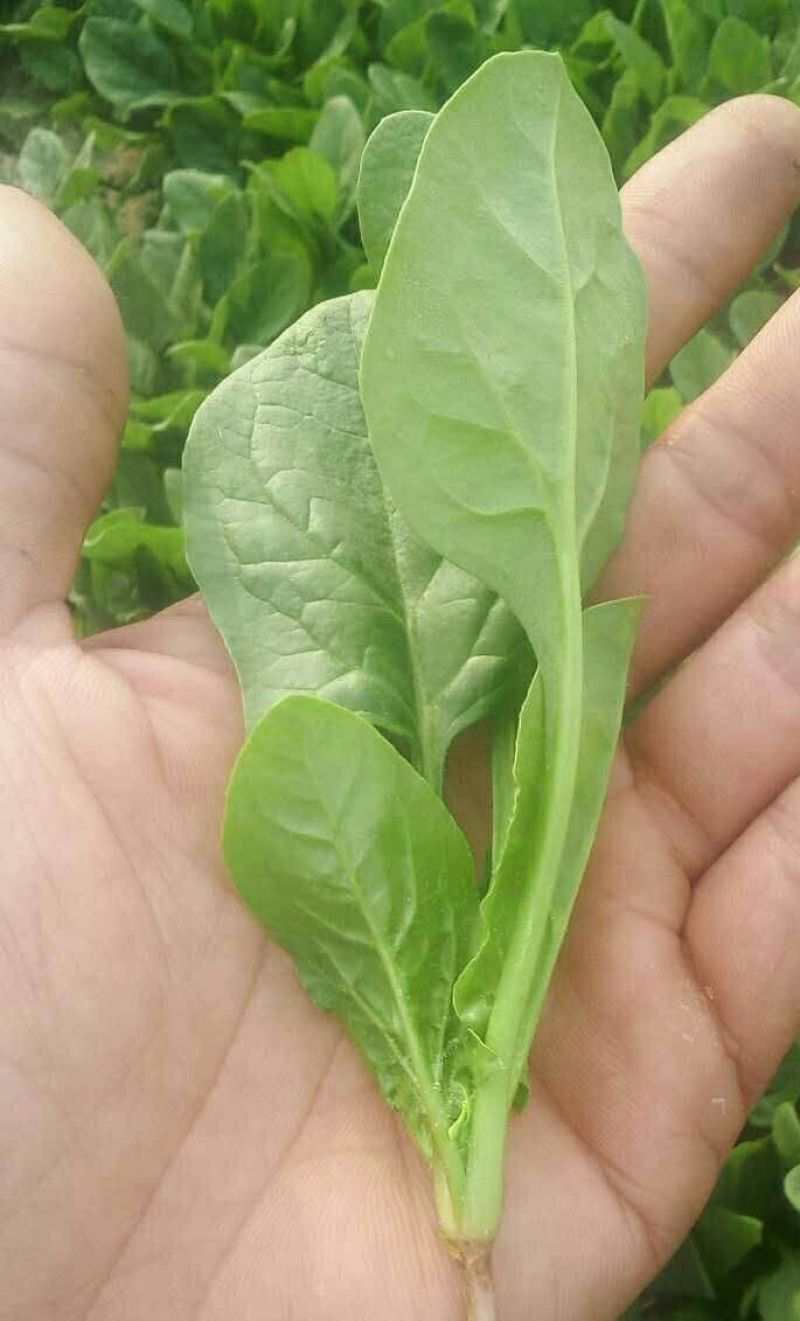 菠菜15~20厘米