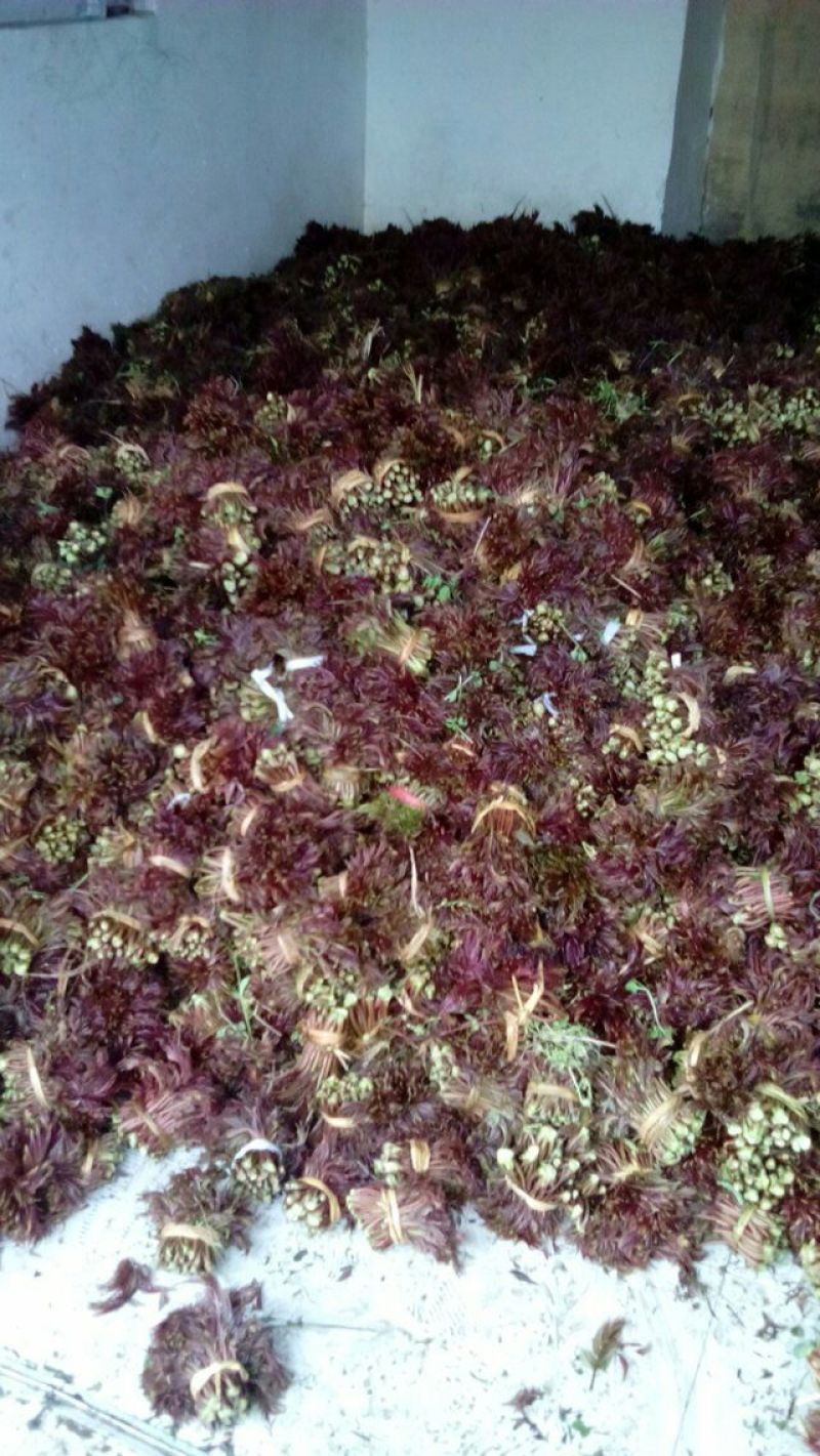红油香椿10cm以下