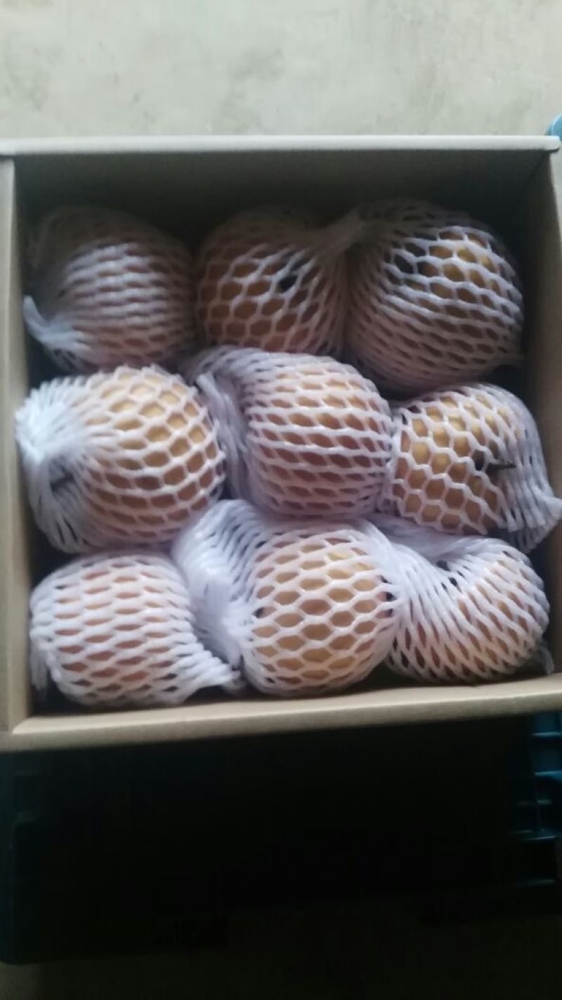 晚秋黄梨600g以上纸箱