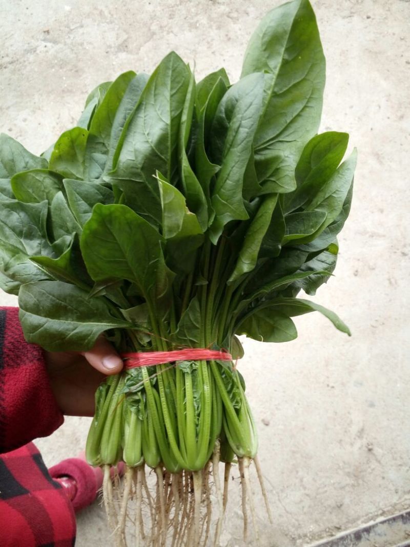 菠菜25~30厘米