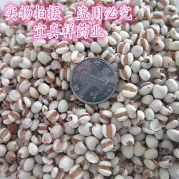 薏苡仁