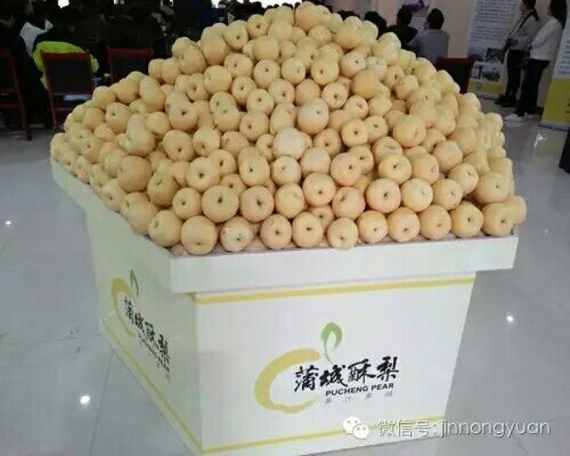 酥梨250~300g纸箱