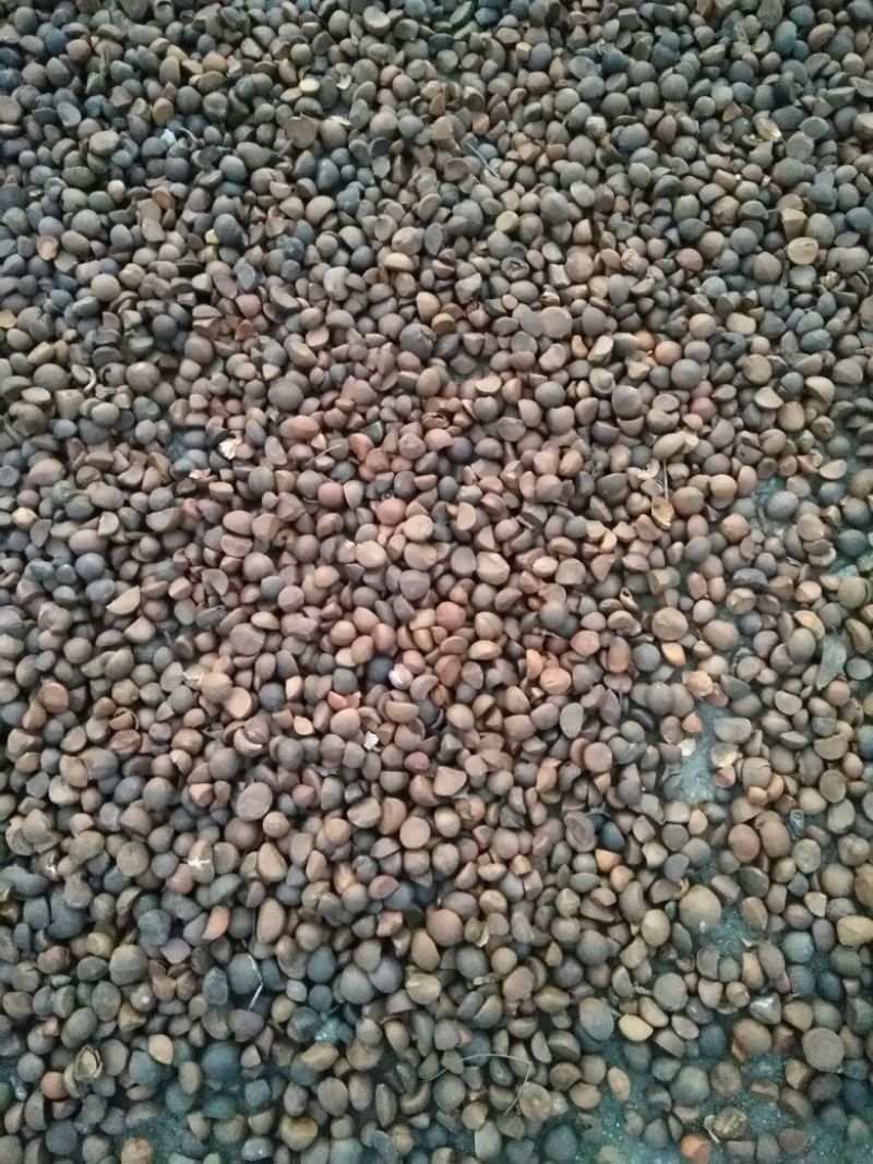 山茶籽油