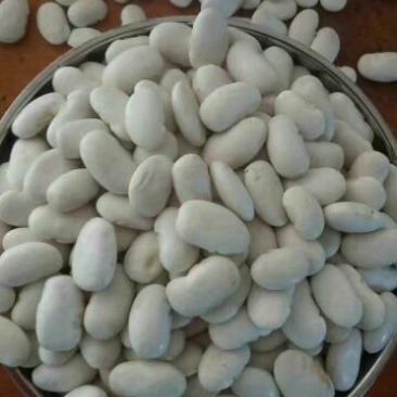 白豆