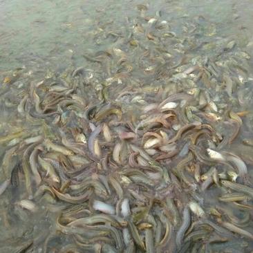 台湾泥鳅食用人工养殖5~8cm
