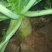 露头青萝卜2~2.5斤起
