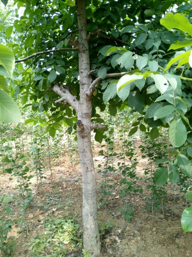 香玲核桃苗150~200cm三年苗