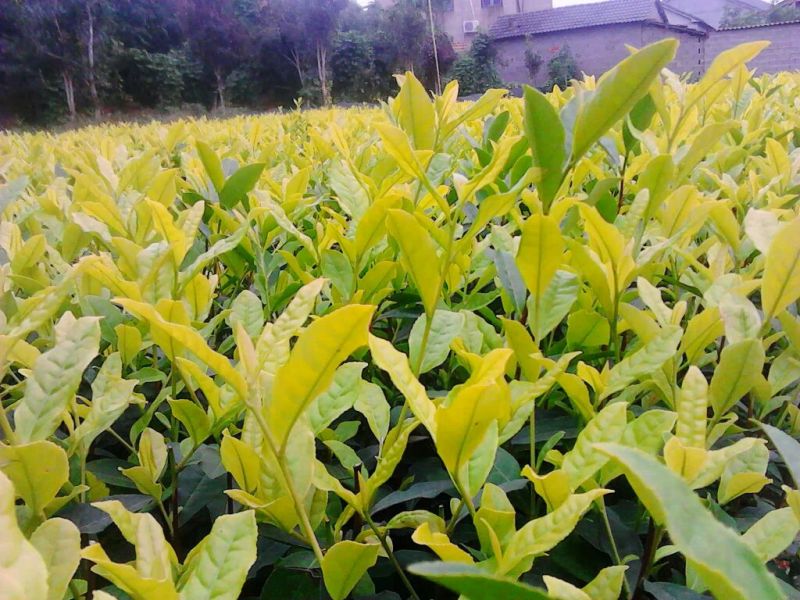 【热卖】茶叶树苗(福选9号，福选4号，奶白，极白，川黄
