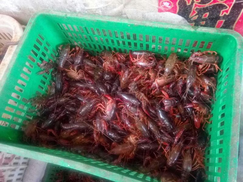 小龙虾食用活虾2~4钱