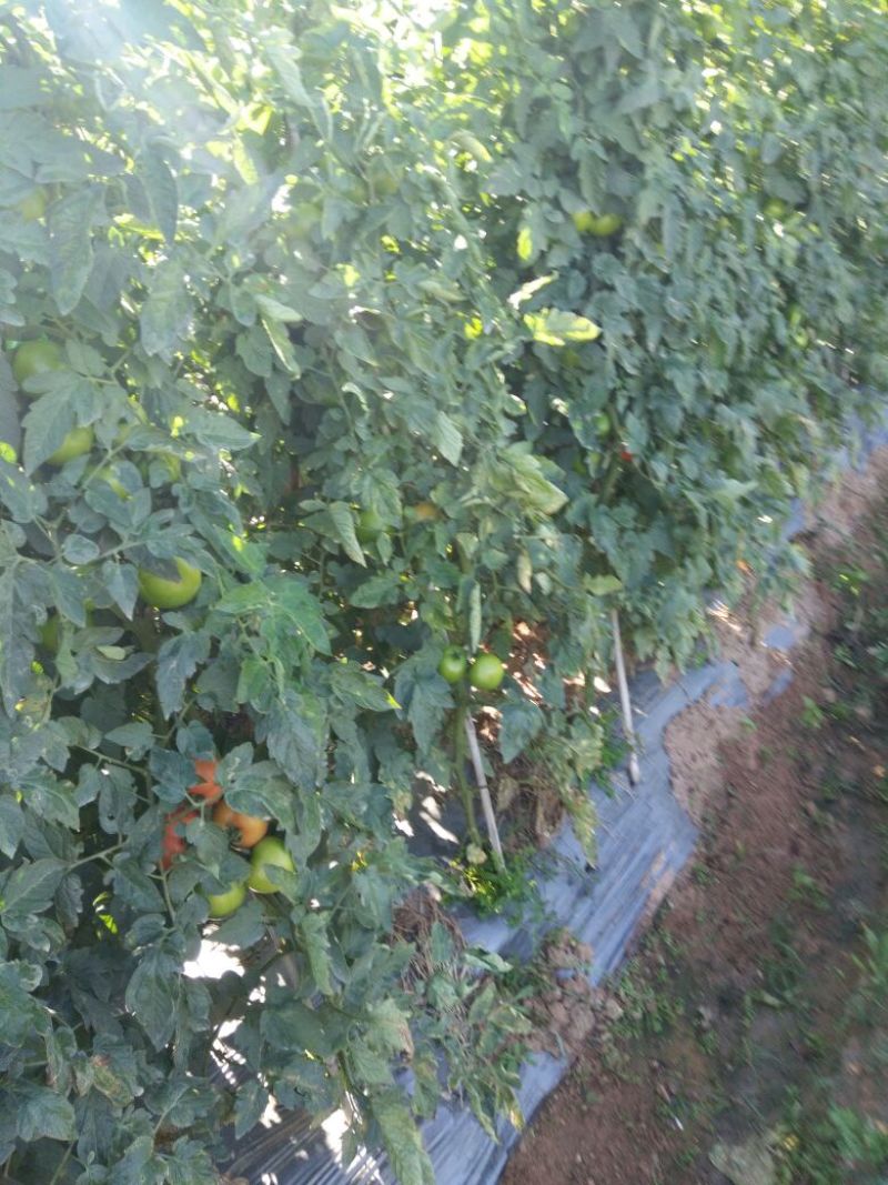 地膜，无公害，可降减打孔地膜，多色可选，蔬菜花卉等