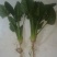 大叶菠菜25~30厘米