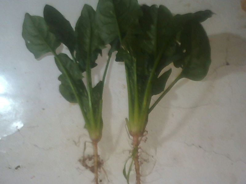 大叶菠菜25~30厘米