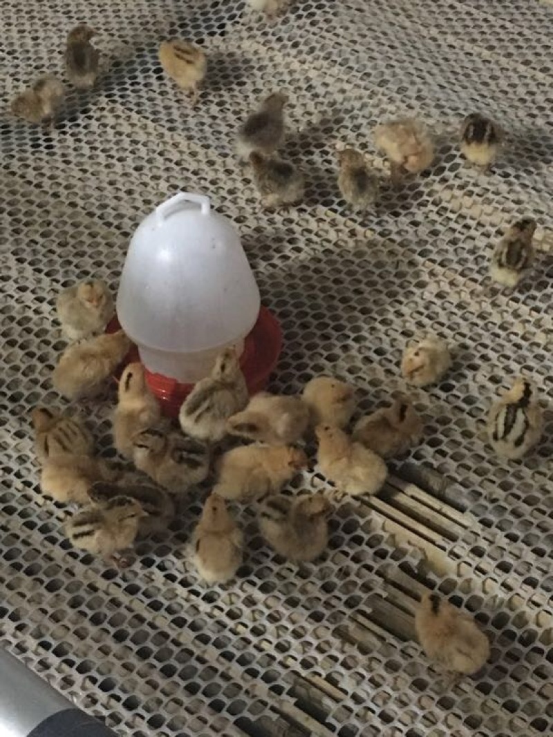 脱温鸡