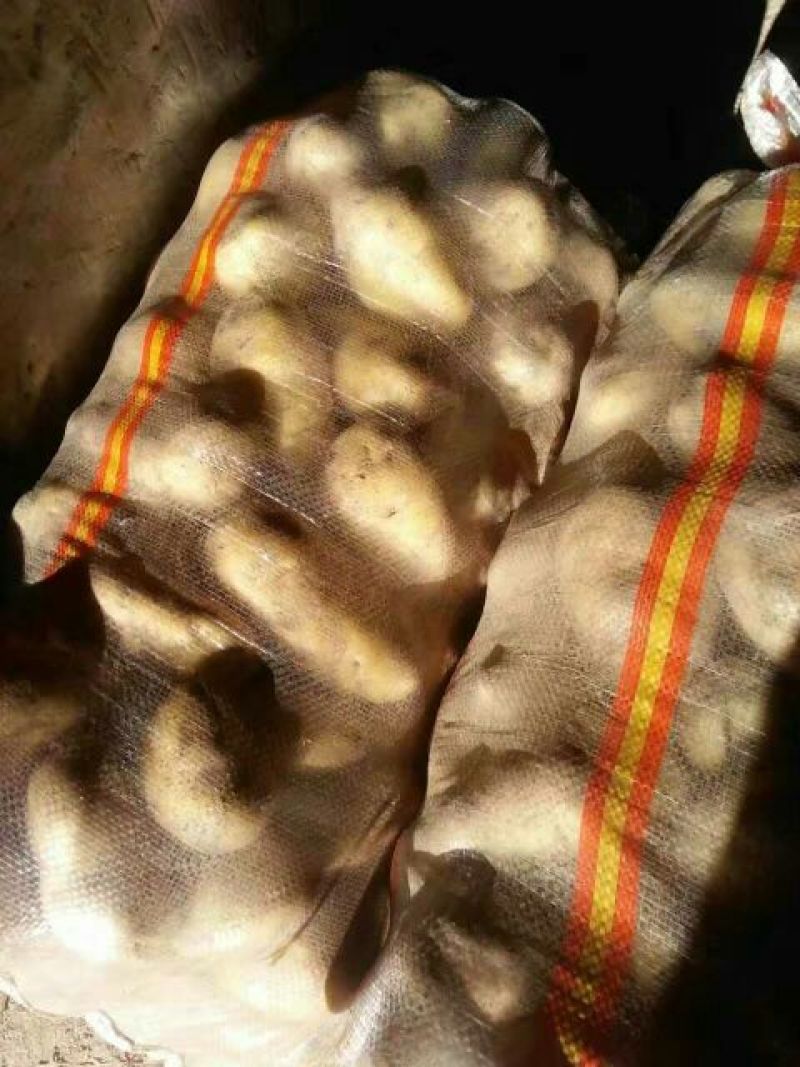 荷兰十五土豆2两以上货源充足，价格便宜