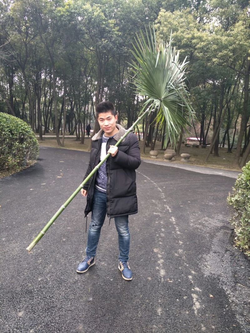 绿竹2~3m