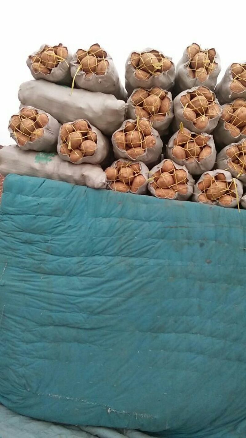 红薯3两以上商品薯白心