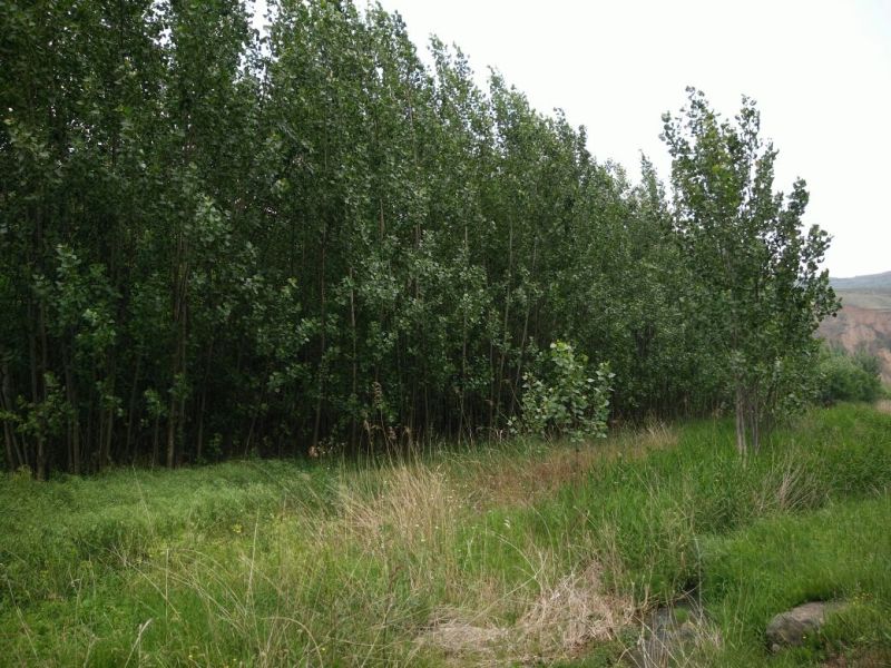 杨树261~300cm