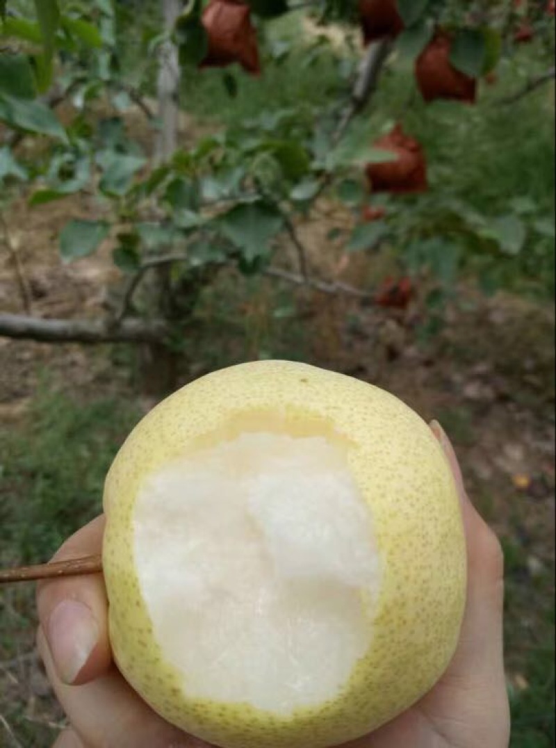 贡梨
