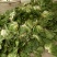 临沂黄心大白菜产区直发现挖现发各种规格黄心白菜