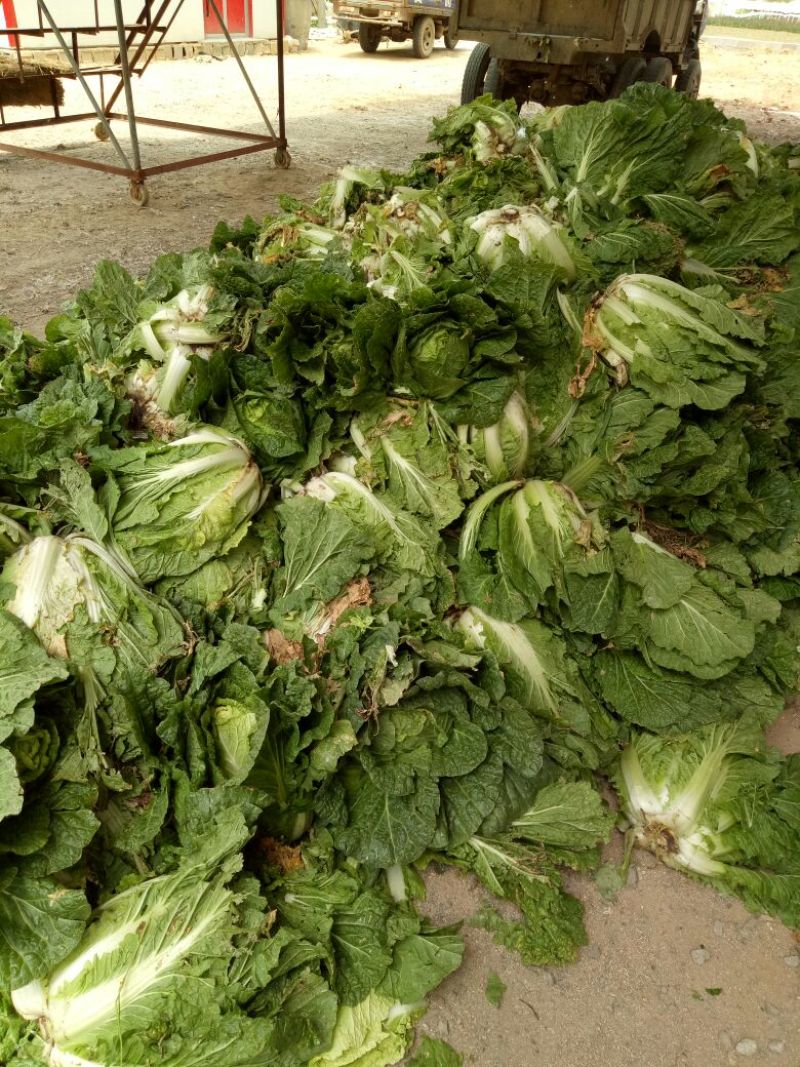 临沂黄心大白菜产区直发现挖现发各种规格黄心白菜